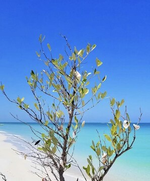 Beach nearby - Studio Apt w/ Private Balcony  Overlooking Downtown Main St (Dunedin)