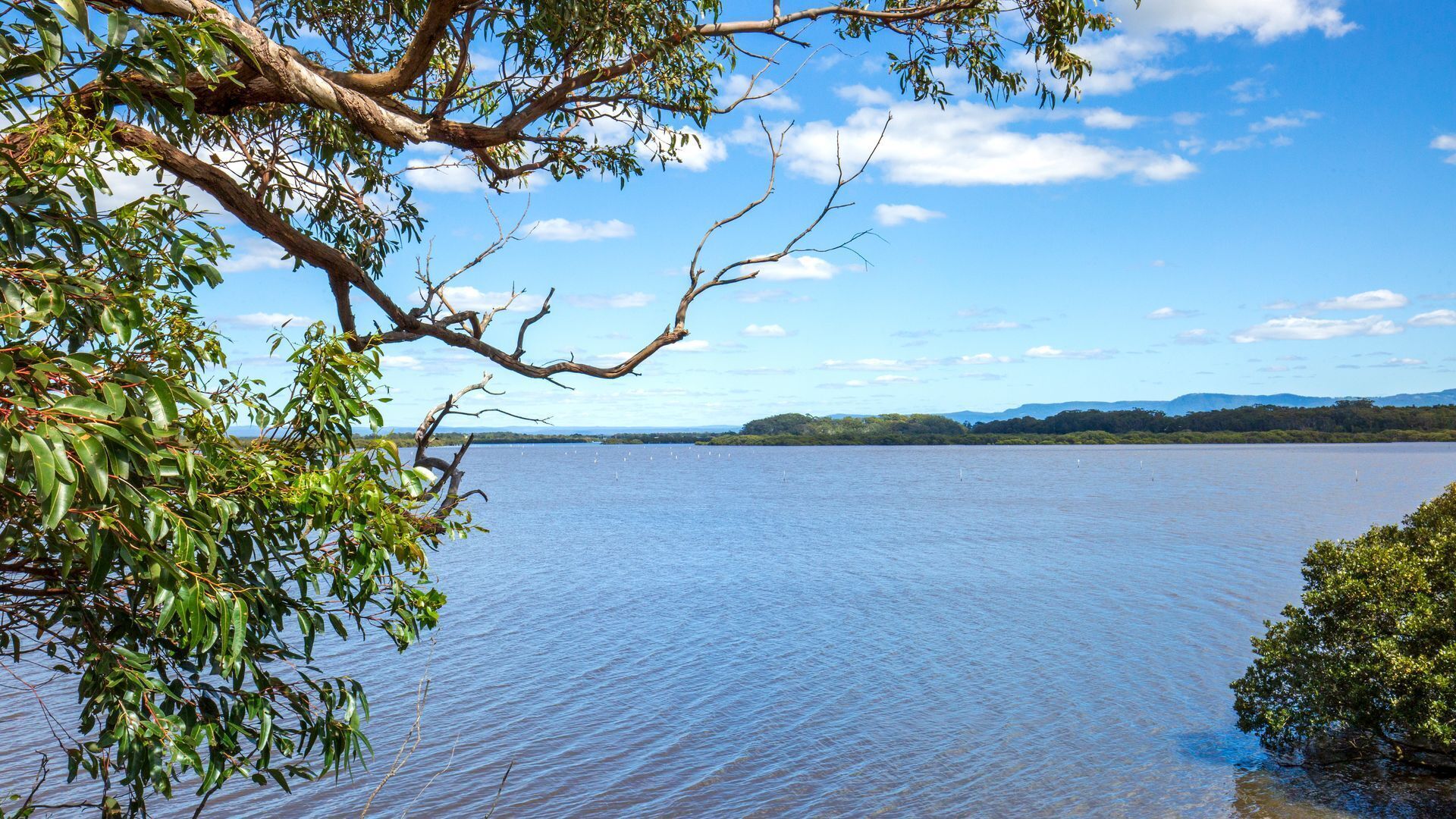 A calm lake with a tree branch in the foreground and a distant shoreline.
