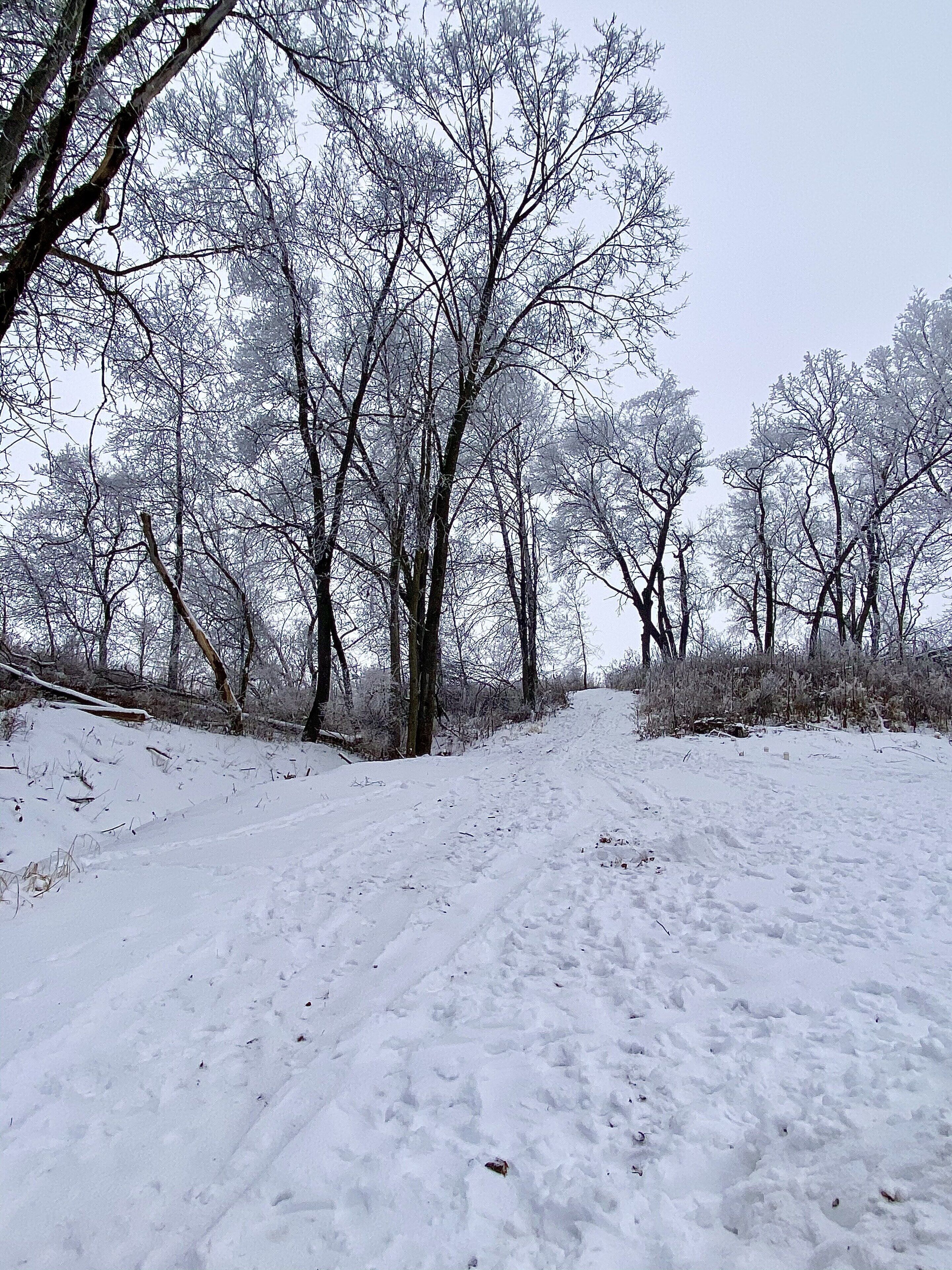 Een besneeerd landschap met kale bomen en een pad bedekt met sneeuw.