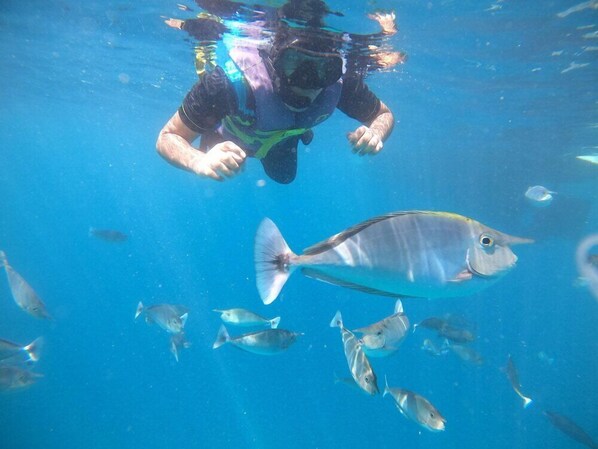A person swimming underwater with a school of fish. - Crystal Sands Beach Guesthouse (Maafushi)