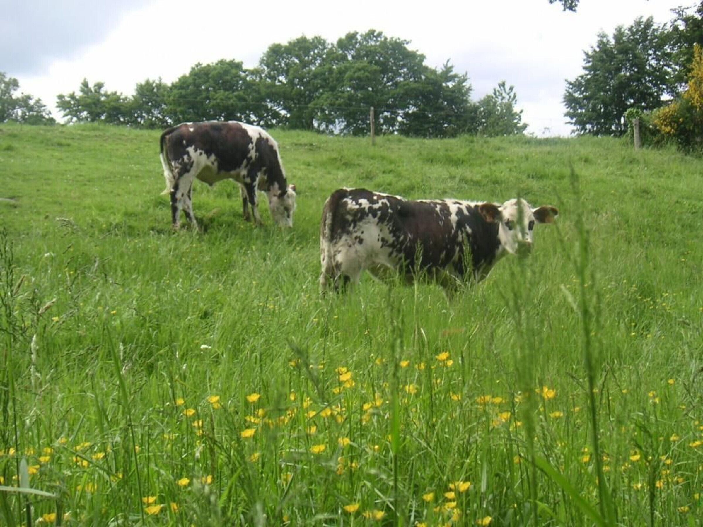 Un champ herbeux où paissent deux vaches.