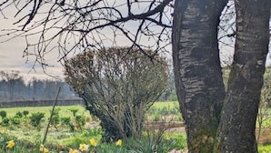 Ein Garten mit Bäumen, verschiedenen Blumen und einem Feld im Hintergrund.