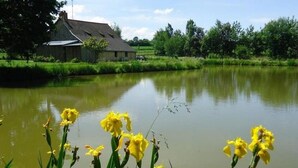 A rural landscape with a house near a pond, surrounded by greenery and yellow flowers.