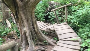 Un escalier en bois mène à un grand arbre situé dans une zone boisée.