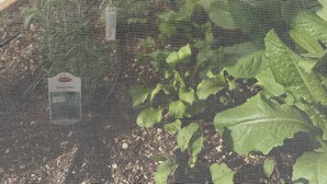 Une serre dotée d’un toit en treillis, contenant des plantes et dont la structure intérieure est visible.