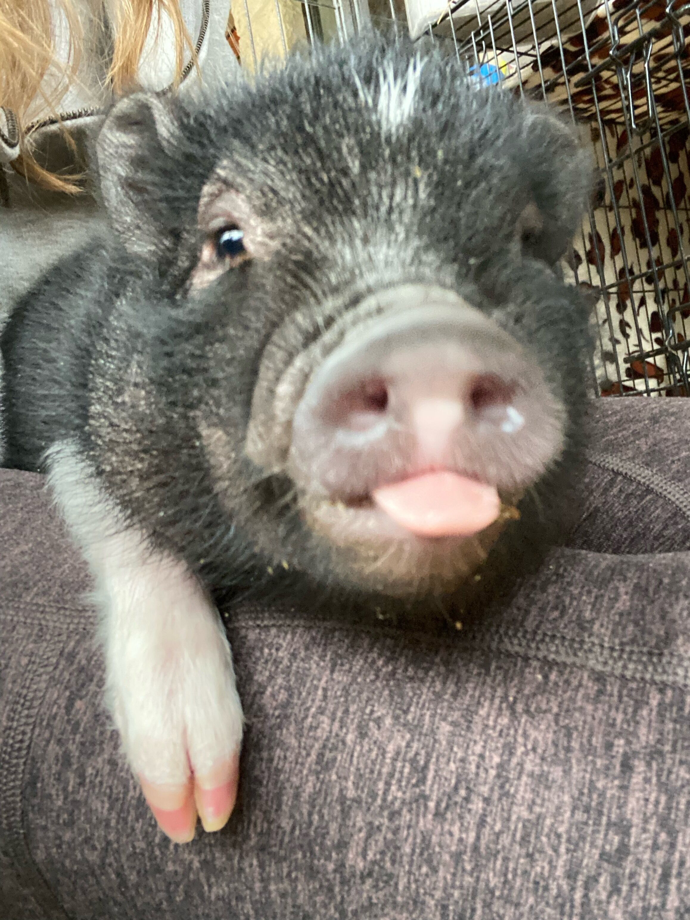 A pig lying on a textured surface.