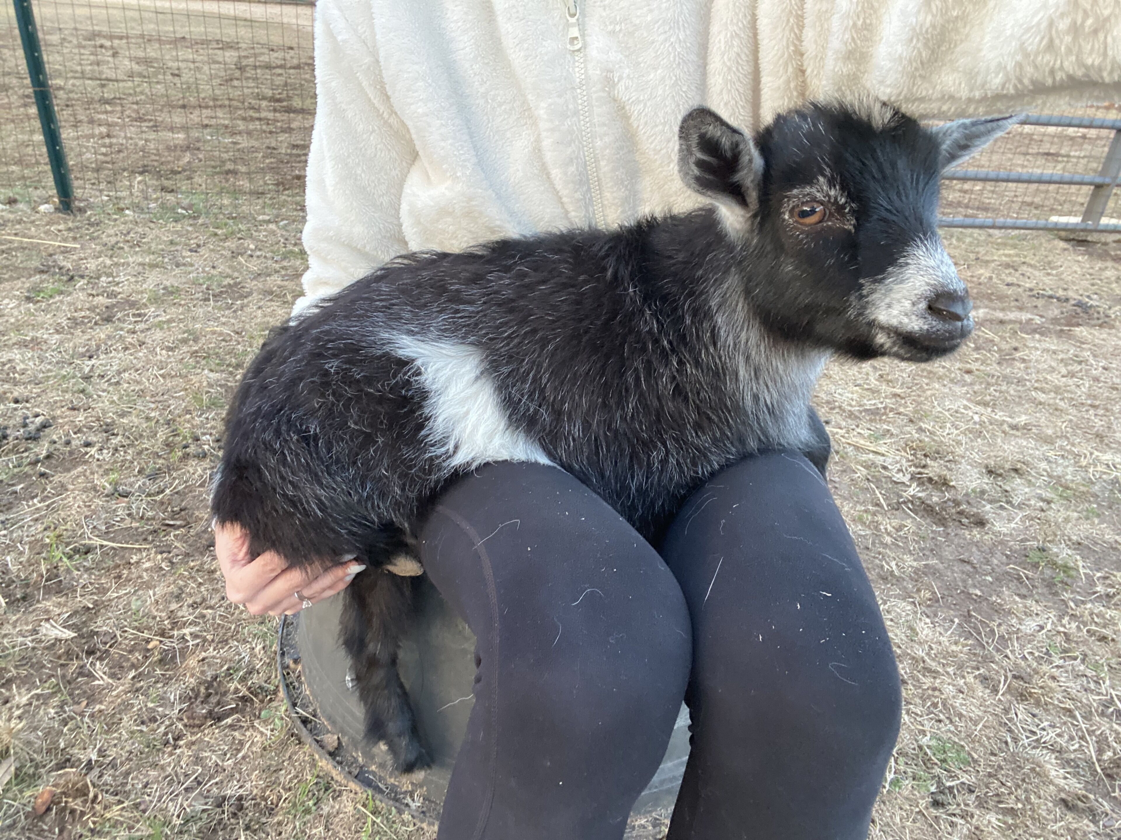 Una persona sosteniendo una cabra pequeña blanca y negra.