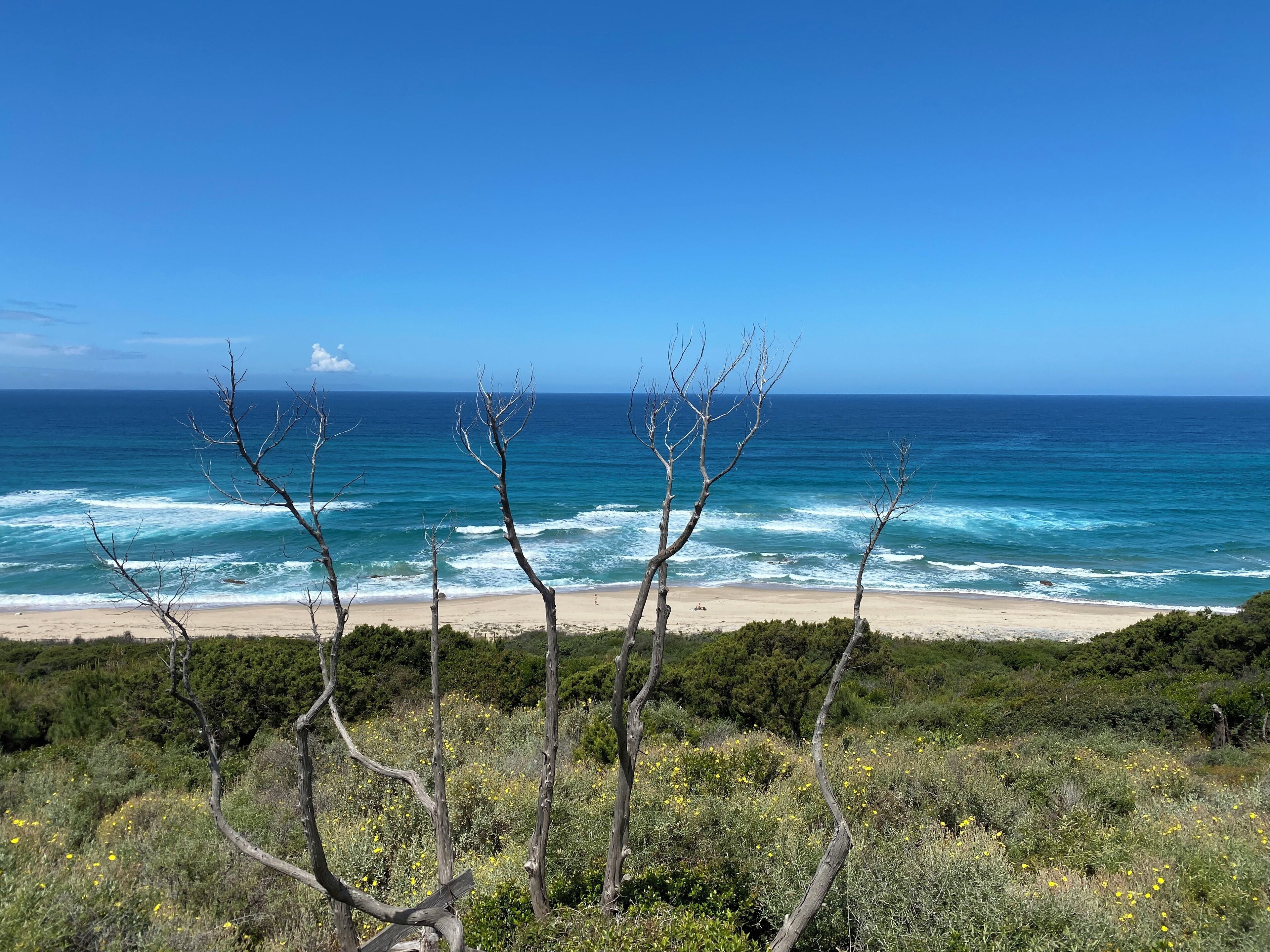Ein Strand mit freiem Blick auf den Ozean und einer Reihe von baumlosen Bäumen im Vordergrund.