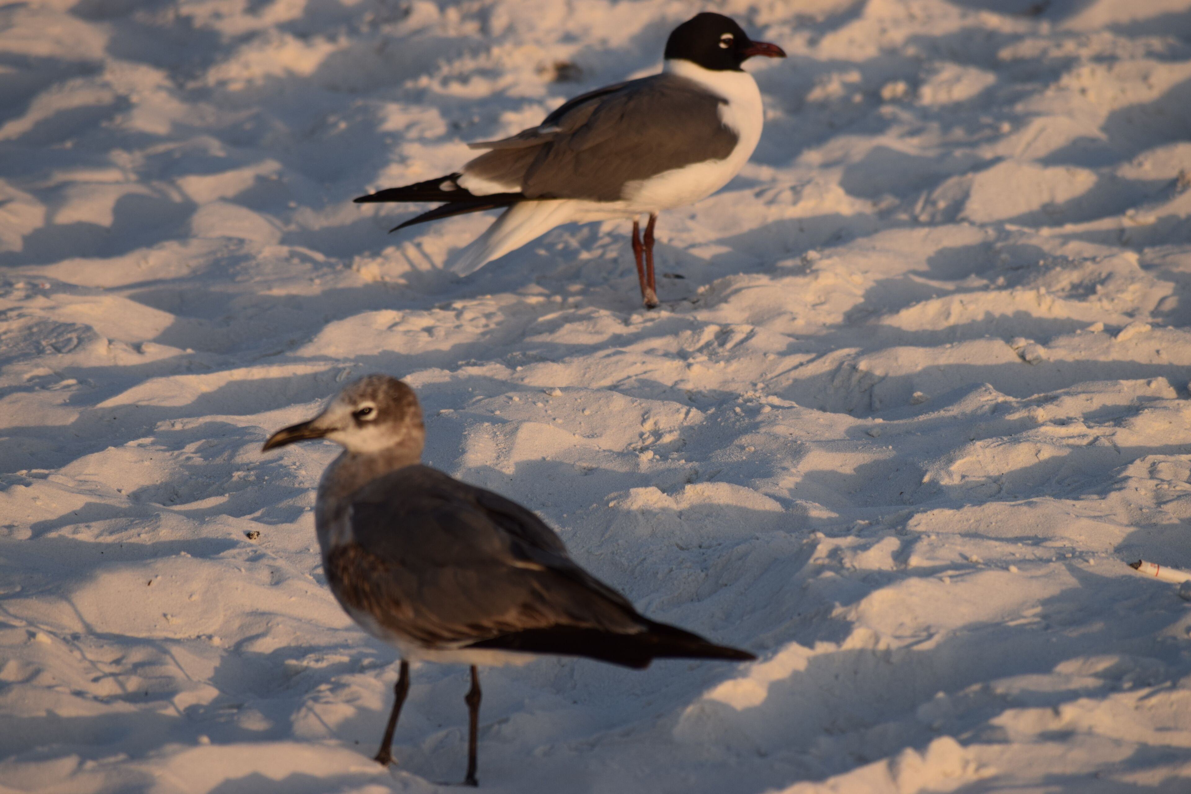 Twee vogels op sneeuw.