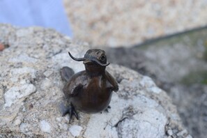 Ein kleiner Vogel mit gebogenem Schnabel auf einer felsigen Oberfläche.