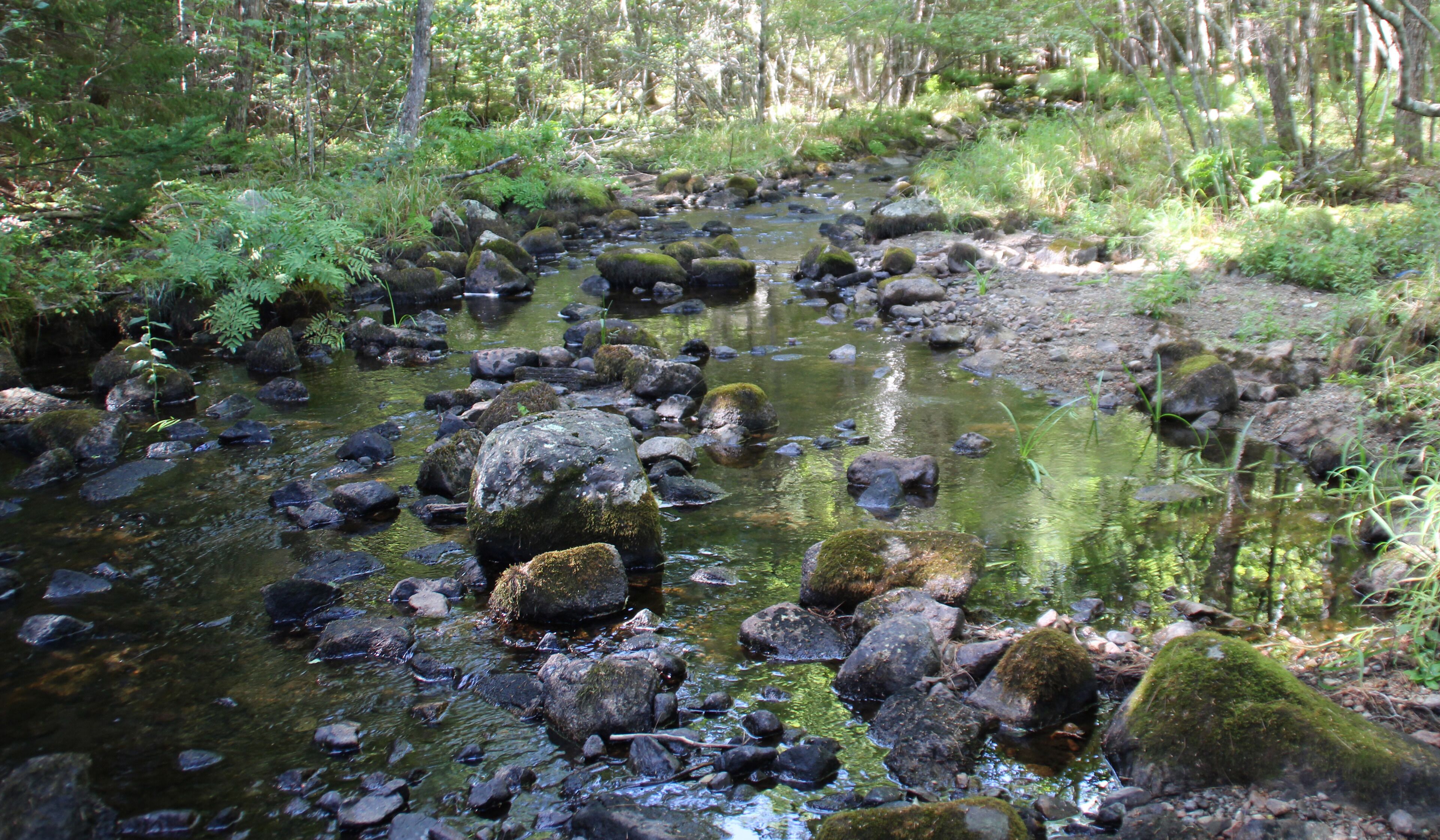 A natural stream with rocks and moss, surrounded by dense forest.