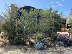 Property grounds - Renovated 1920s Bungalow w MidCentury Modern Flair (San Diego)