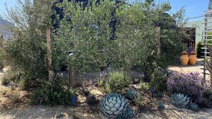 Un jardín con diversas plantas y un edificio al fondo.