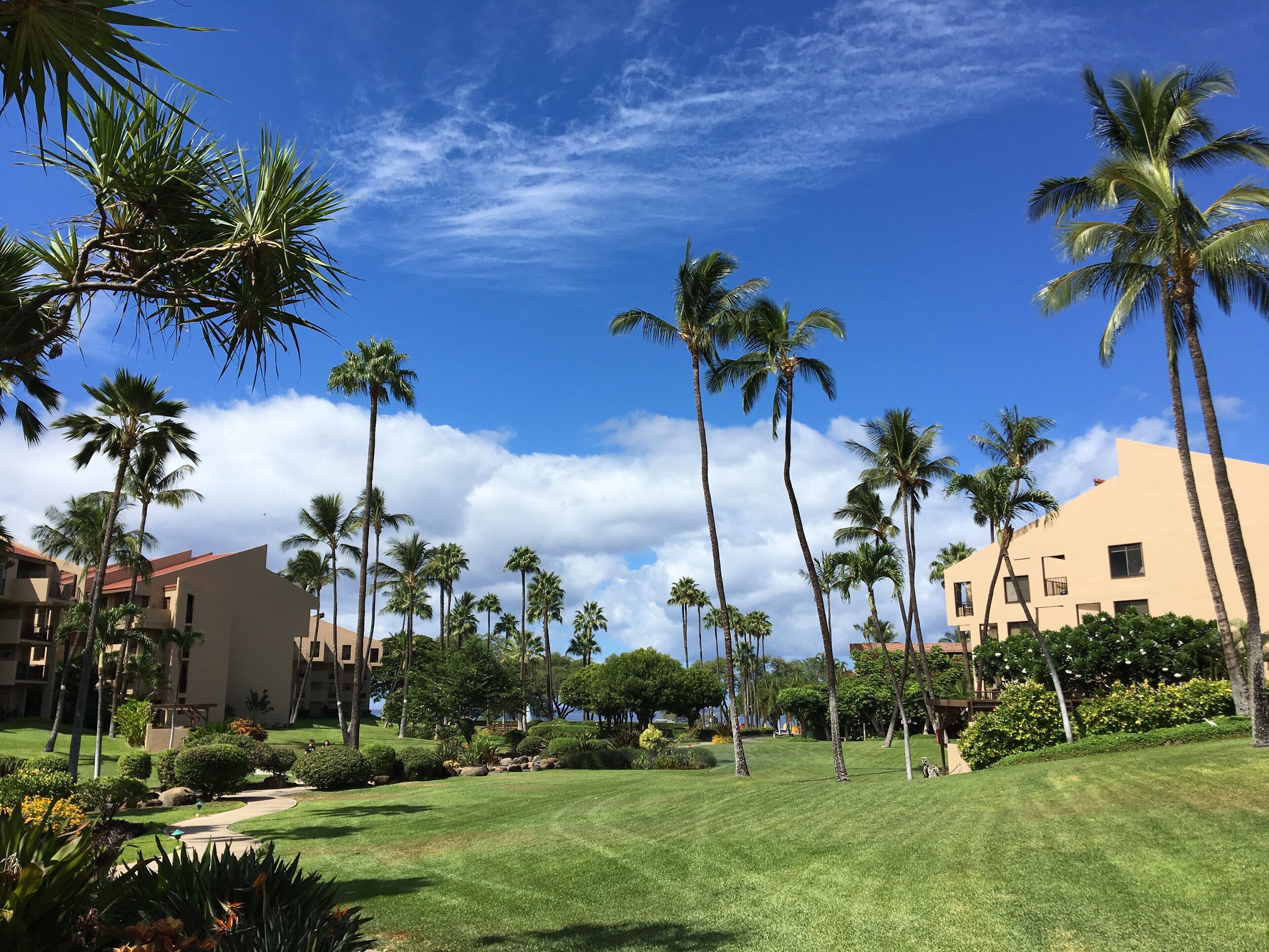 A well-maintained lawn with palm trees and a building in the background.