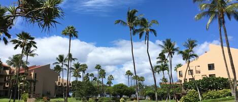 A well-maintained lawn with palm trees and a building in the background.