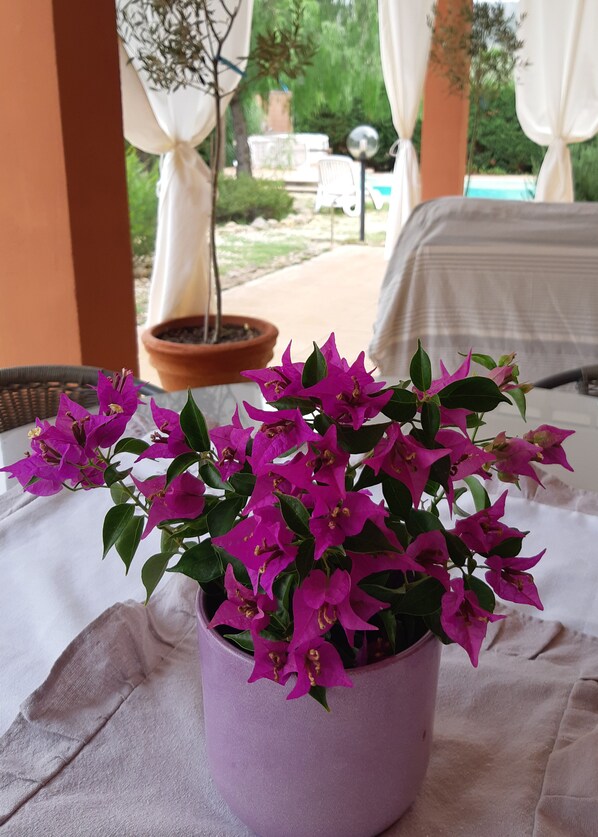 Un bougainvillier en pot est posé sur une table dans un espace extérieur abrité, d’où l’on peut admirer une piscine et une végétation luxuriante en arrière-plan.