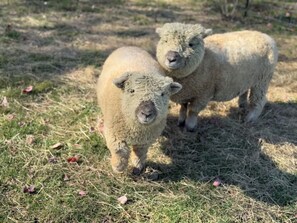 Two sheep in a grassy field. - Quiet Rural Escape w/ Indoor Heated Pool- Farmhouse Suite #4-20 mins to Wells (North Berwick)