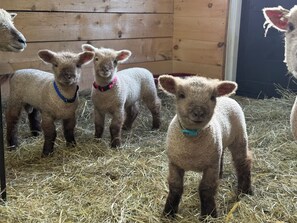 A group of lambs in a barn with wooden walls and hay on the floor. - Quiet Rural Escape w/ Indoor Heated Pool- Farmhouse Suite #4-20 mins to Wells (North Berwick)
