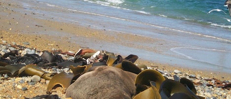 Plage