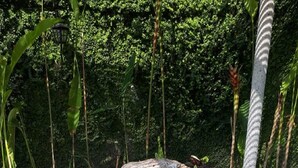 A clear pool with stone steps leading into it, surrounded by lush greenery. - Bungalows Las Margaritas 2 (Higuera Blanca)