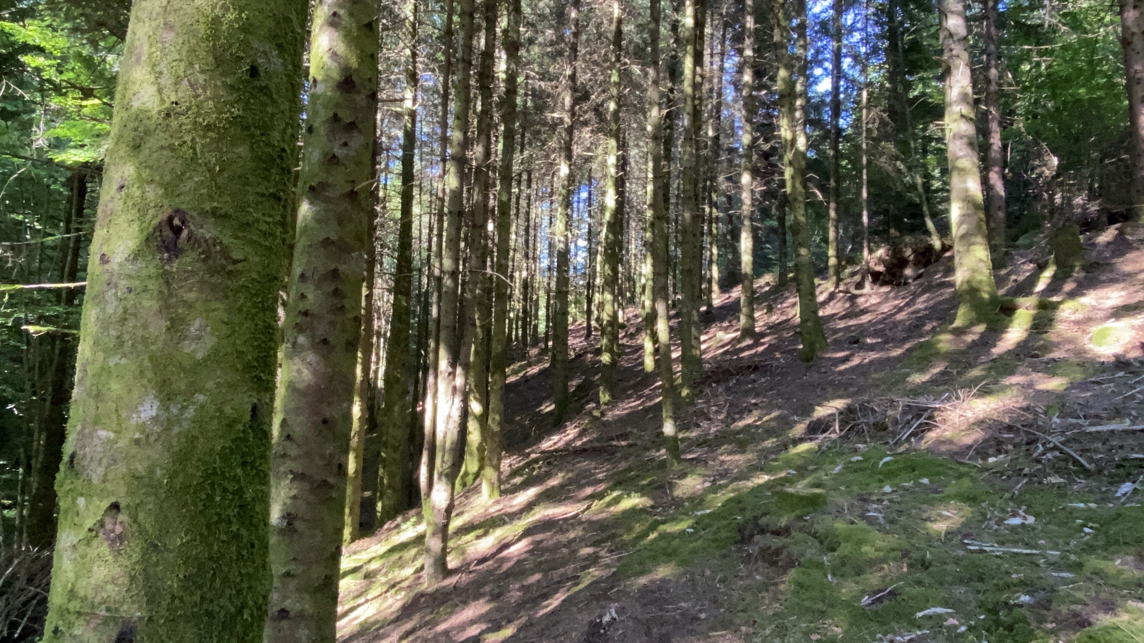 Une zone boisée avec de grands arbres et un sentier de terre.