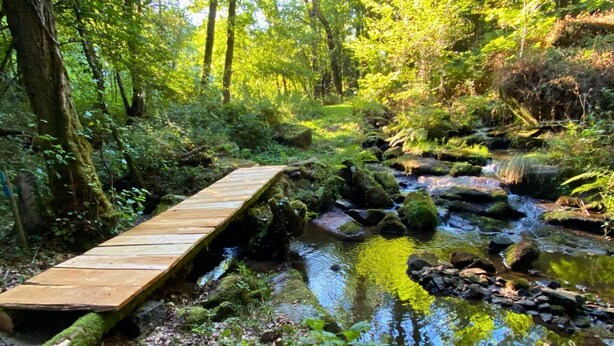 Un puente de madera sobre un arroyo en una zona boscosa.