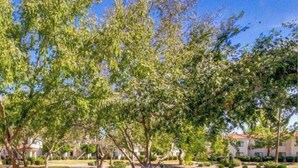 A landscaped area with a pool, trees, and a large agave plant. - Waterfront Mesa Gilbert First Floor Gated Condo Golf Updated Clean Quiet (Mesa)