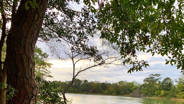 Una hamaca bajo un árbol junto a un lago, con vistas del paisaje circundante.