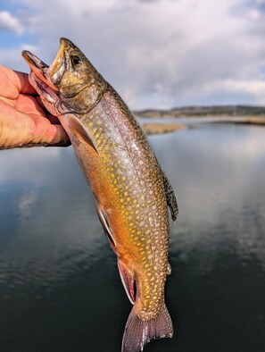 Luokittelematon kuva, 2 kautta 15, painike