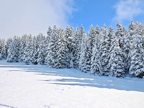 A snowy landscape with dense evergreen trees.