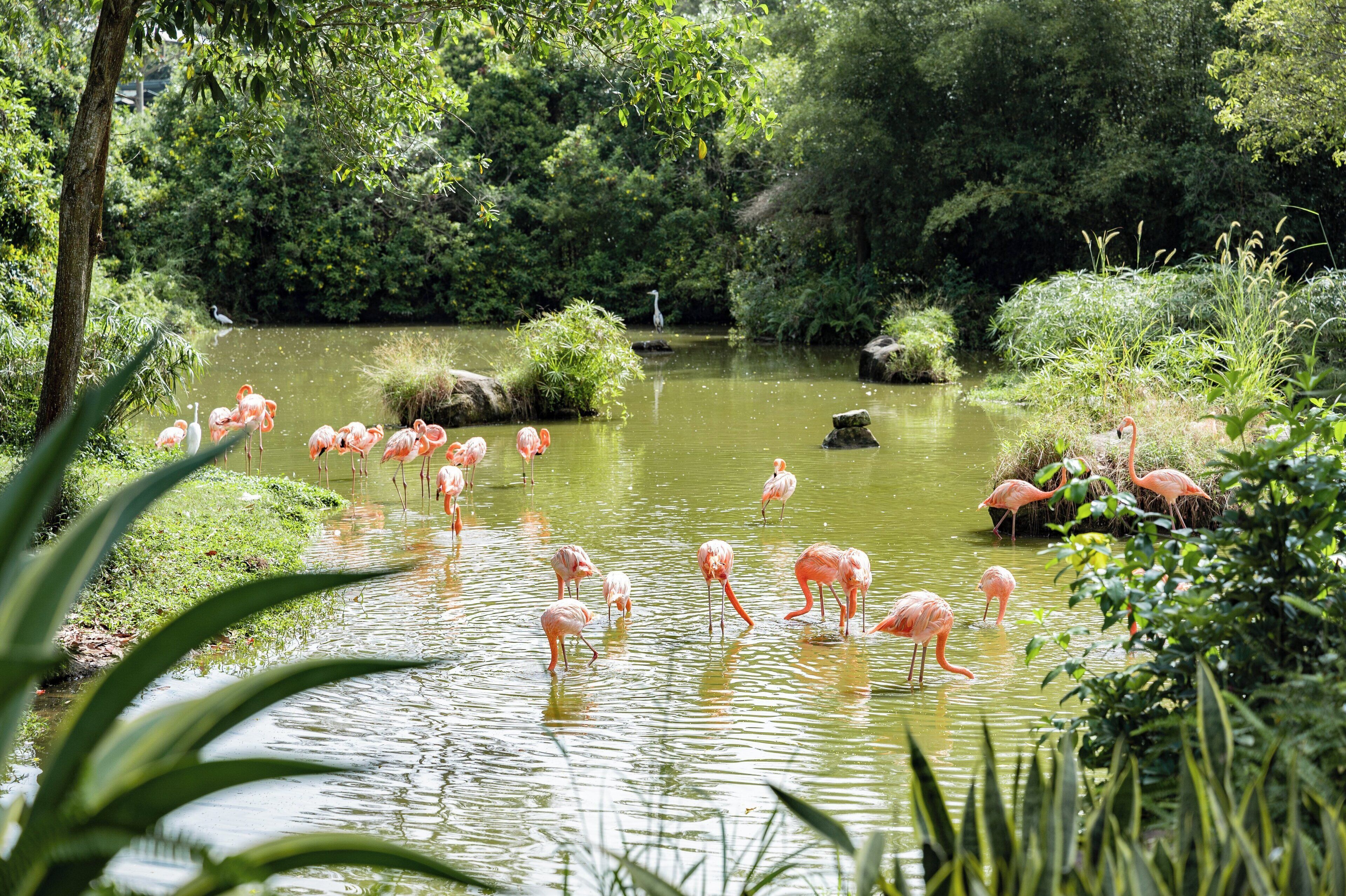 A pond with pink flamingos and a bird in the background.