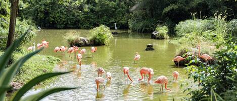 Un estanque con flamencos rosados y un ave al fondo.