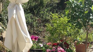 Une variété de plantes en pot et de fleurs disposées sur une surface en bois, à l’extérieur.