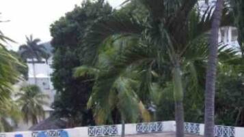 Una piscina rodeada de abundante vegetación y palmeras.