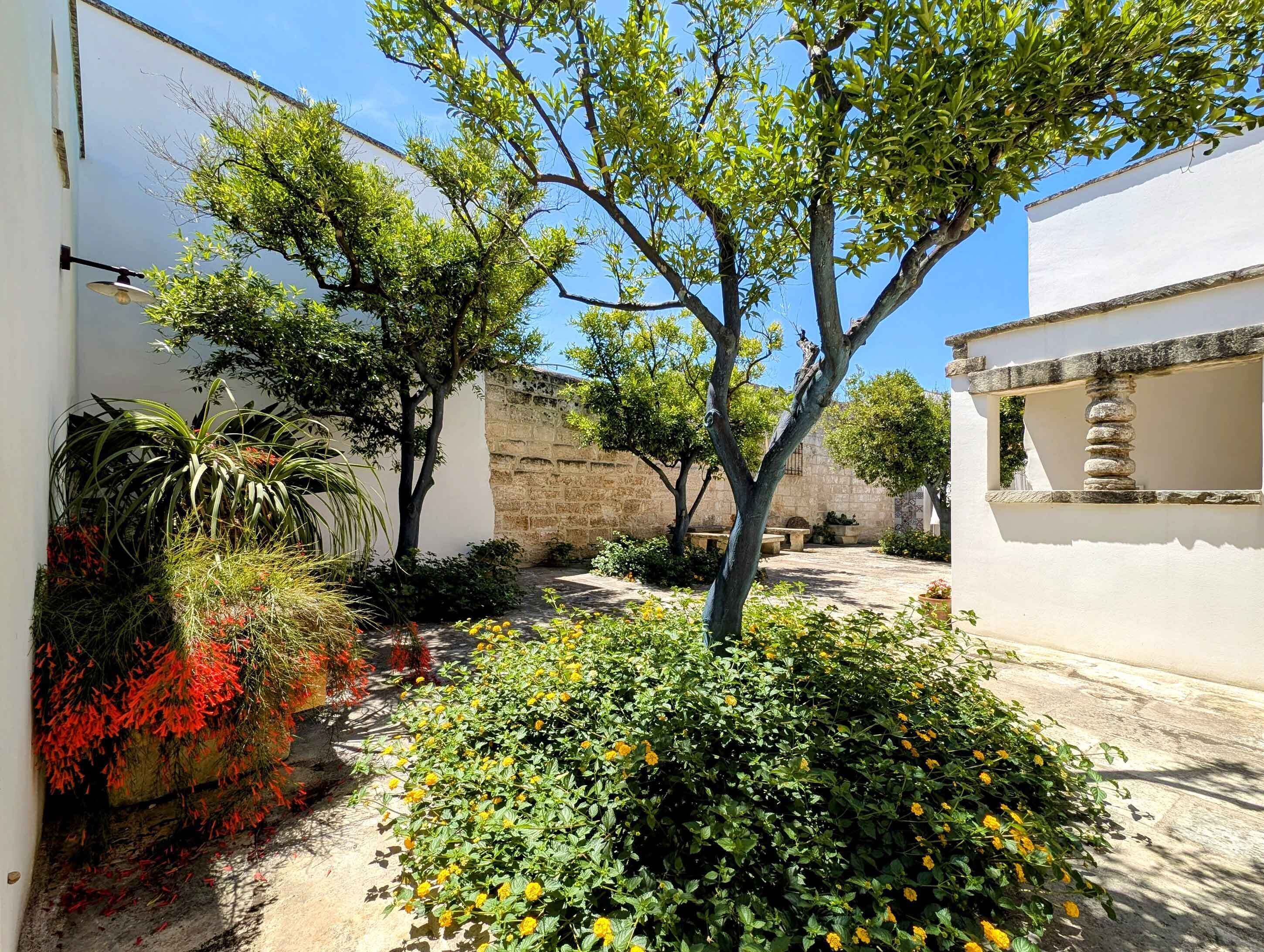 A courtyard with a tree, various plants, and a stone wall.