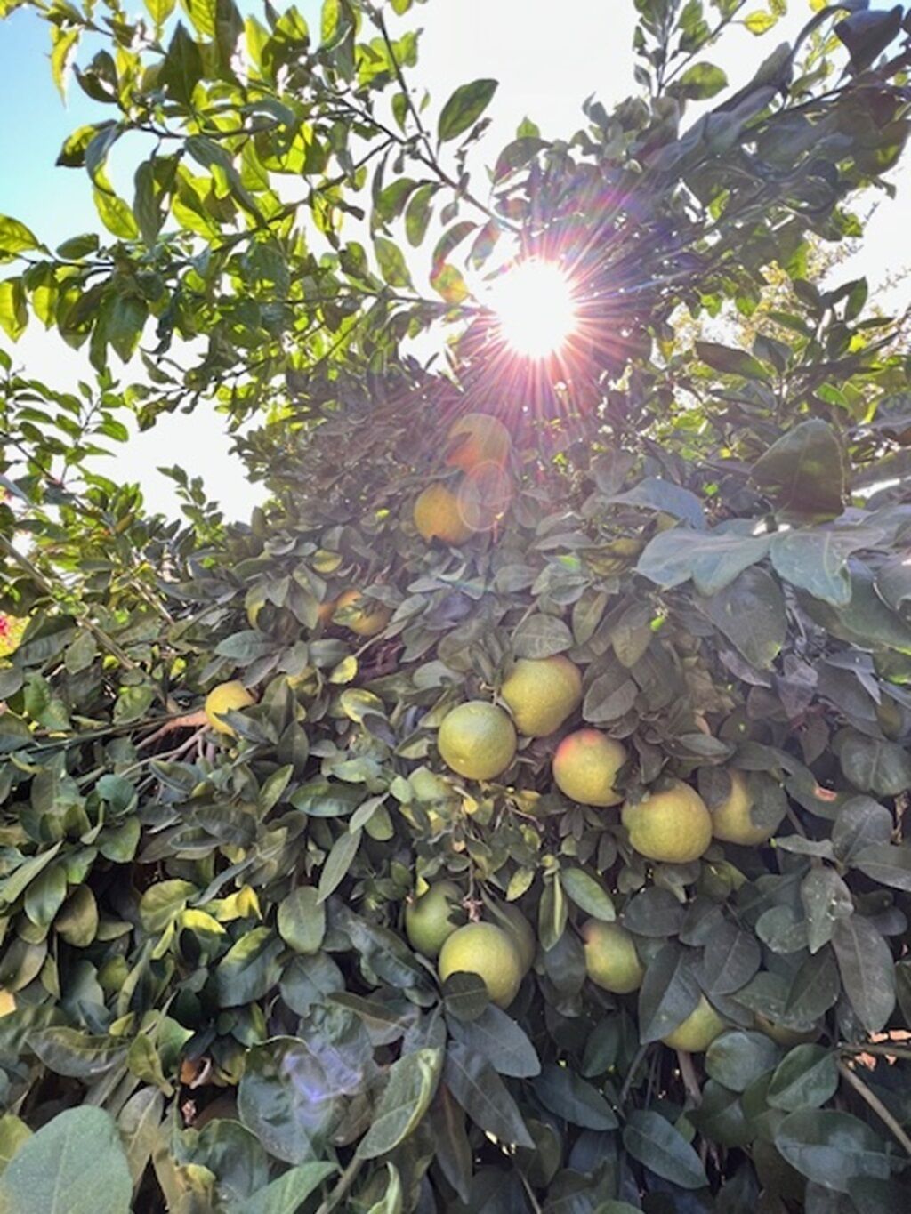 A citrus tree with fruits and dense foliage.
