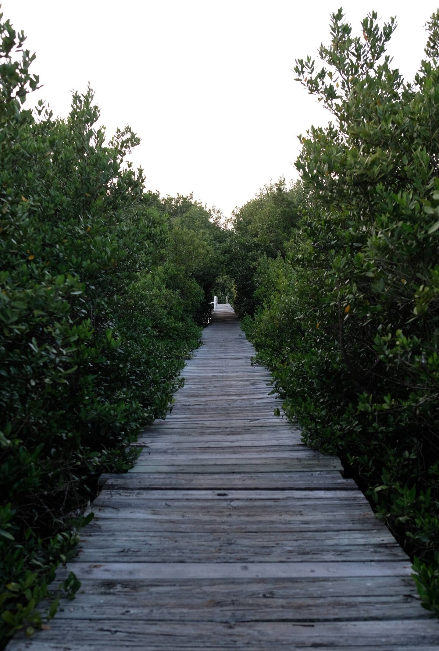 A wooden boardwalk flanked by dense green foliage, leading towards a distant white structure.