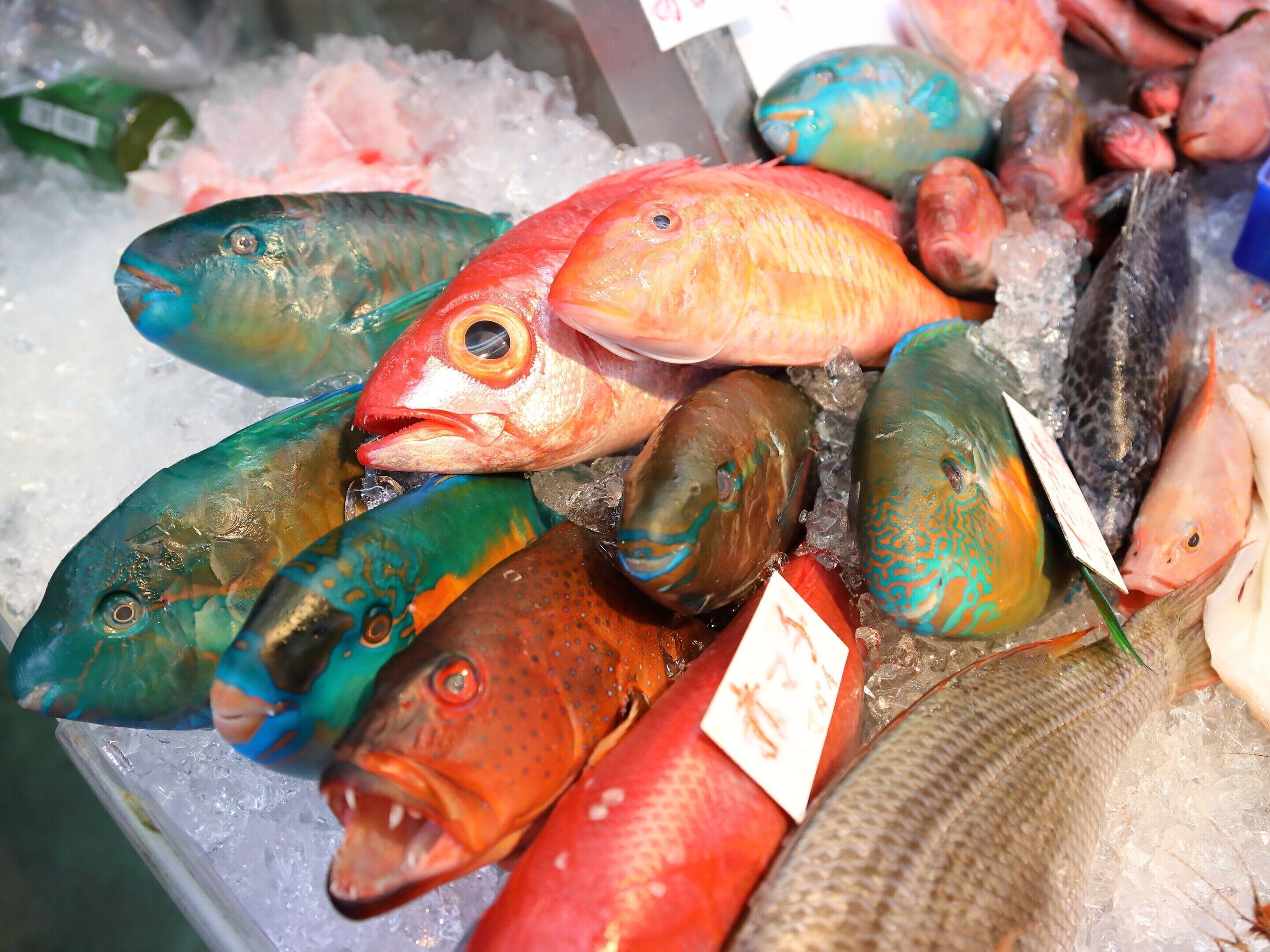 On peut voir une variété de poissons exposés sur de la glace, probablement dans un marché ou dans le rayon des produits de la mer.