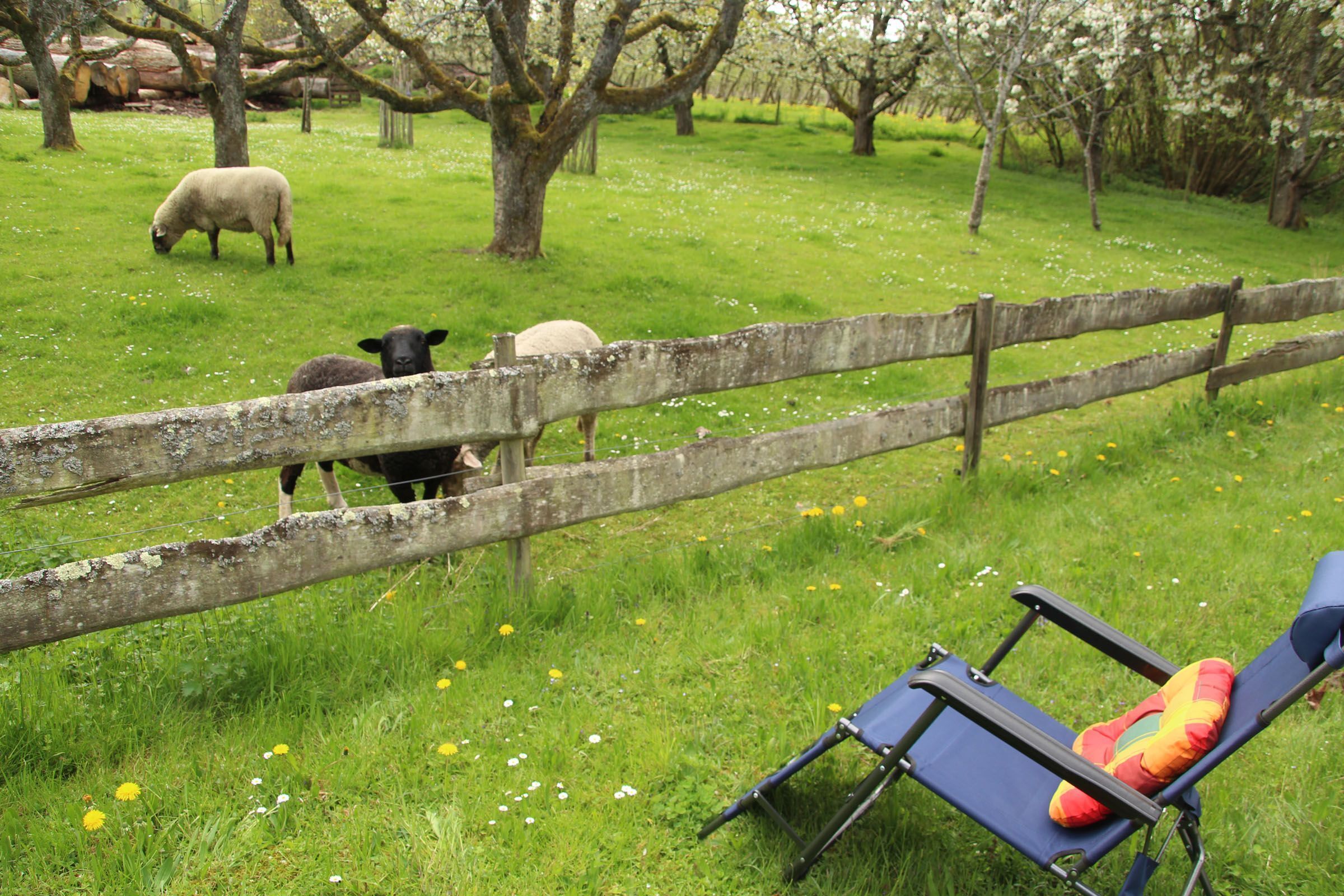 A grassy field with a wooden fence, a blue chair with a colorful cushion, and sheep grazing.