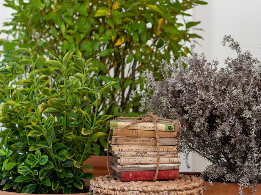 A potted plant with a stack of books on a woven stool.