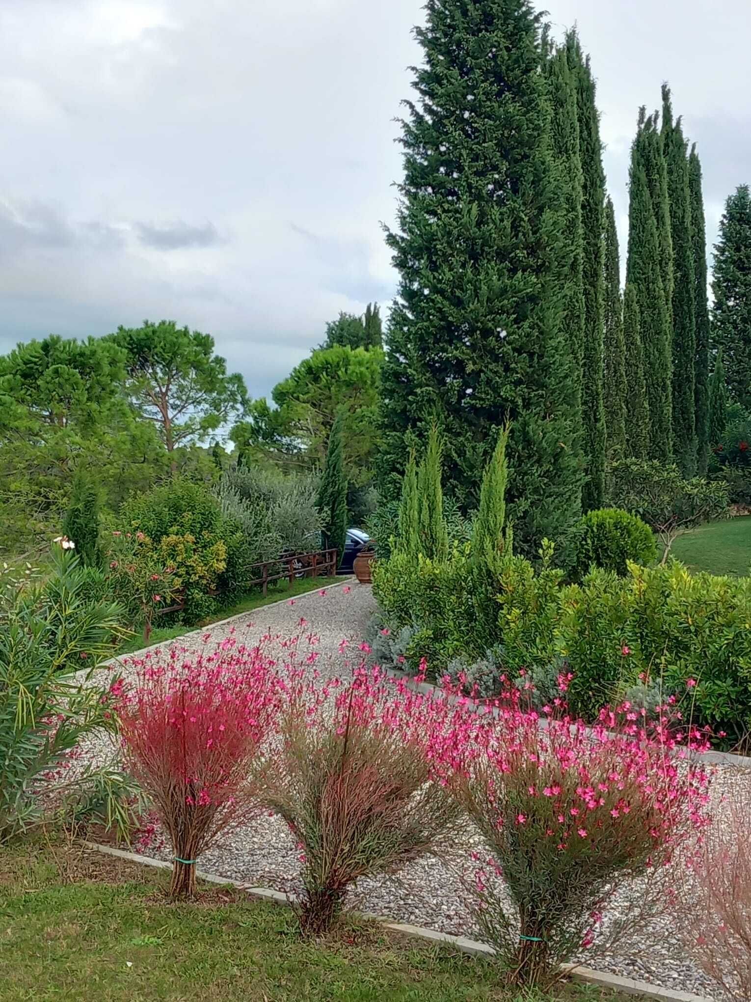 Camí de jardí amb plantes i flors variades, envoltat d'alzines i una zona verda.