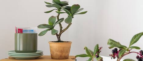 A potted plant with a small table beside it, a stack of plates, and a book.