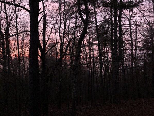Une forêt dense, avec de grands arbres et un ciel aux teintes rosées, probablement au coucher ou au lever du soleil.