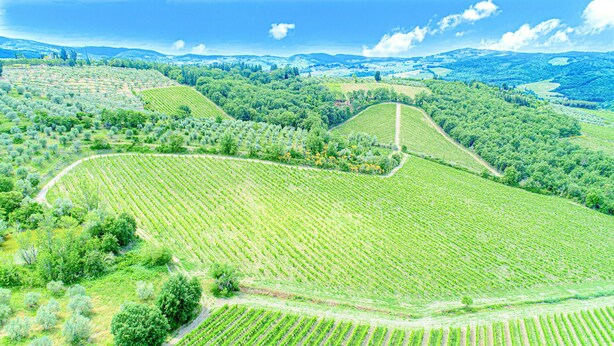 Un vignoble avec des rangées de vignes et un sentier sinueux.