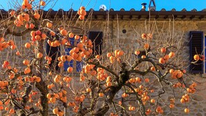 A tree with orange fruits in front of a stone building with a tiled roof. - Fattoria Santo Stefano - Agriturismo (Greve in Chianti)