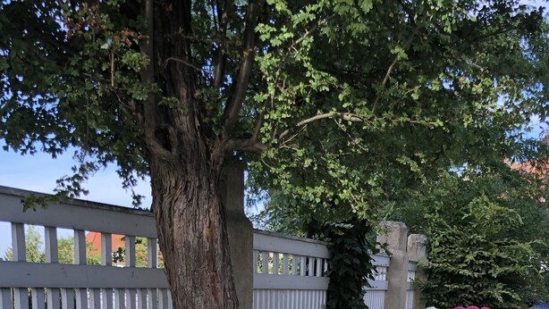 حديقة