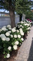 Una hilera de arbustos de hortensias blancas al borde de un sendero de ladrillo, con una valla de madera y un árbol al fondo.