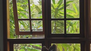 Una ventana con vistas a un follaje verde exuberante.