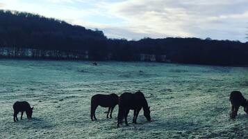 Ferienhaus, mit Bad | Aussenbereich