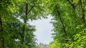Een toegangshek met een metalen poort, omringd door weelderige groene bomen.